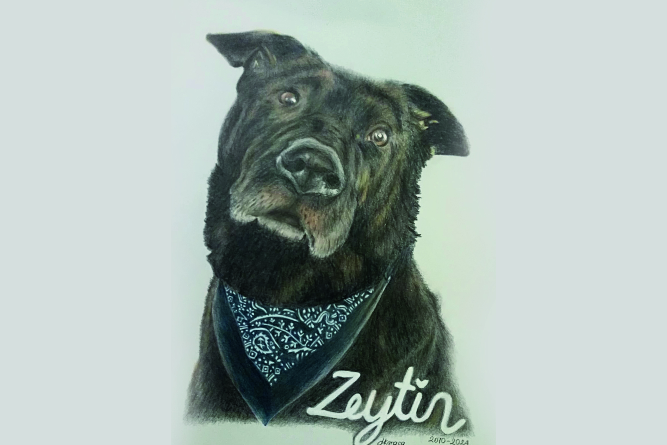 zeytin_dik